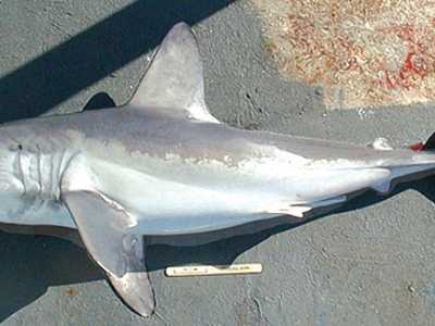 Lo smeriglio (Lamna nasus). Foto by NOAA